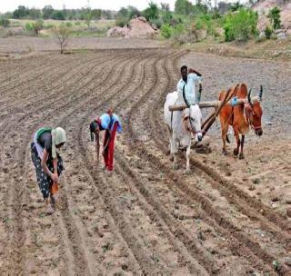 Sowing over 34 percent of the area in the state! | राज्यात ३४ टक्के क्षेत्रावर पेरणी !