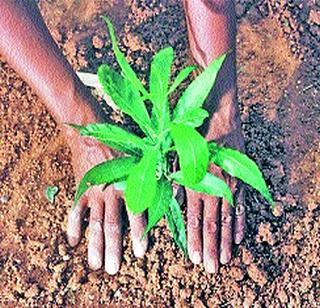 Thirty thousand trees in a single day | एका दिवसात तीस हजार वृक्षलागवड