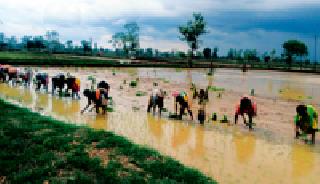 Starting with Rovani: | रोवणीला प्रारंभ :