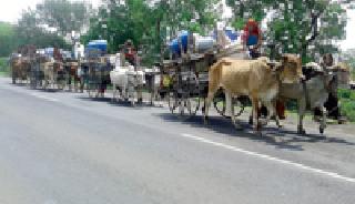 Kathiavadas' trust and devotion: | काठेवाड्यांची निवासास्तव भटकंती : Kathiavadas' trust and devotion: | काठेवाड्यांची निवासास्तव भटकंती :