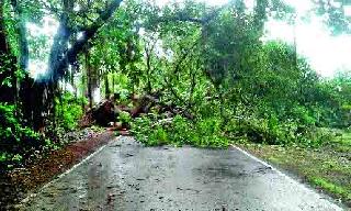 Dry bread | जीर्ण वटवृक्ष उन्मळला