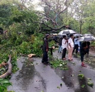 Heavy rains caused 45 trees to collapse | जोरदार पावसामुळे ४५ झाडे कोसळली Heavy rains caused 45 trees to collapse | जोरदार पावसामुळे ४५ झाडे कोसळली
