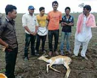 Kalvita death in Thilori Shivar | थिलोरी शिवारात काळविटाचा मृत्यू Kalvita death in Thilori Shivar | थिलोरी शिवारात काळविटाचा मृत्यू