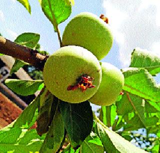 'Apchandwali grandmother' in Khed taluka | खेड तालुक्यातील ‘सफरचंदवाली आजी’ 'Apchandwali grandmother' in Khed taluka | खेड तालुक्यातील ‘सफरचंदवाली आजी’