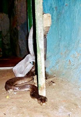 Policeman transit on superstition punishments | अंधश्रद्धेच्या विखारी दंशावर पोलिसी उतारा Policeman transit on superstition punishments | अंधश्रद्धेच्या विखारी दंशावर पोलिसी उतारा