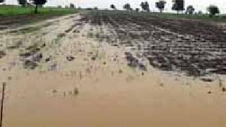 Five thousand acres of crop destroyed | पाच हजार एकरांतील पीक नष्ट