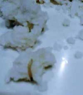 The larvae that went in the process | प्रसादात निघाल्या अळ्या