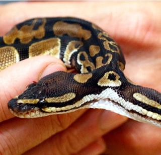 Dakshin snake trafficking in the Gulf country | आखाती देशांत दुतोंड्या सापांची तस्करी Dakshin snake trafficking in the Gulf country | आखाती देशांत दुतोंड्या सापांची तस्करी