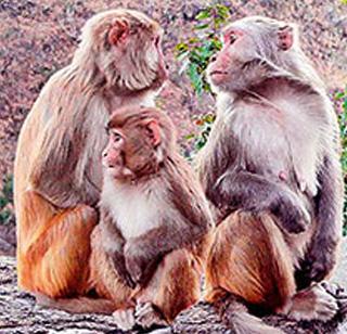 Diamond | धोंडा Diamond | धोंडा