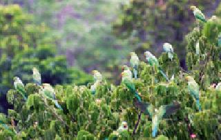 'Miththu' with Selfie: | ‘मिठ्ठू’ विथ सेल्फी : 'Miththu' with Selfie: | ‘मिठ्ठू’ विथ सेल्फी :