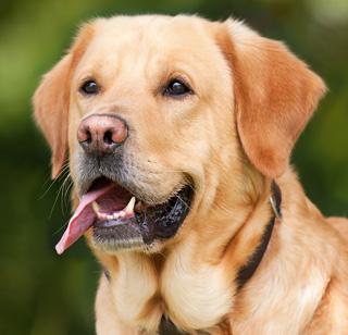 Ban on Dog Breeds soon in Nagaland | नागालँडमध्ये लवकरच कुत्र्याच्या मटणावर बंदी Ban on Dog Breeds soon in Nagaland | नागालँडमध्ये लवकरच कुत्र्याच्या मटणावर बंदी