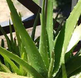 Harvardi farming made him 'crocodile' | कोरफडीची शेती करुन 'तो' झाला करोडपती Harvardi farming made him 'crocodile' | कोरफडीची शेती करुन 'तो' झाला करोडपती