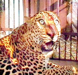The leopard lying in the well in the well was drowned | दाढ येथे विहिरीत पडलेला बिबट्या जेरबंद