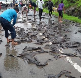 How did the fish come out faster? | द्रुतगतीवर मासे आले कोठून?