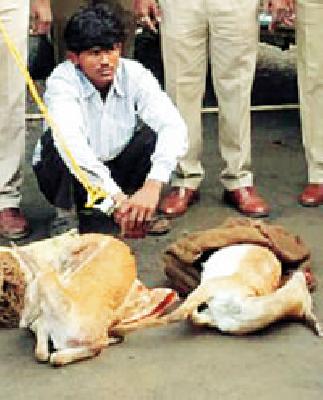 The hare hunter in Ummarkhed Gaza Aad | ेउमरखेडमध्ये हरणाचा शिकारी गजाआड The hare hunter in Ummarkhed Gaza Aad | ेउमरखेडमध्ये हरणाचा शिकारी गजाआड