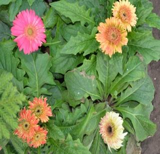 Trees are ours ... wearer! Solapur is attracted to tree plantation | वृक्षवल्ली आम्हा सोयरे... वनचरे! वृक्षसंगोपनाकडे सोलापूरकर आकृष्ट