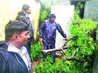 Now the agency to pick up broken trees | आता तुटलेली झाडे उचलण्यासाठी एजन्सी Now the agency to pick up broken trees | आता तुटलेली झाडे उचलण्यासाठी एजन्सी