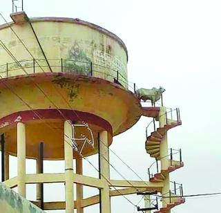 'Sholay' style of bullock also | बैलाचीही ‘शोले’ स्टाईल 'Sholay' style of bullock also | बैलाचीही ‘शोले’ स्टाईल