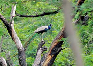 Nature traceable ... | निसर्ग खुणावतेय...