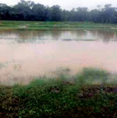 Prime Minister's Crop Insurance Scheme will be saved | प्रधानमंत्री पीक विमा योजना तारणार