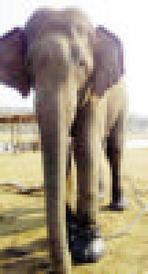 Ajit's dadagiri kamalapur elephant camp panic | ‘अजित’च्या दादागिरीची कमलापूर हत्ती कॅम्पमध्ये दहशत Ajit's dadagiri kamalapur elephant camp panic | ‘अजित’च्या दादागिरीची कमलापूर हत्ती कॅम्पमध्ये दहशत