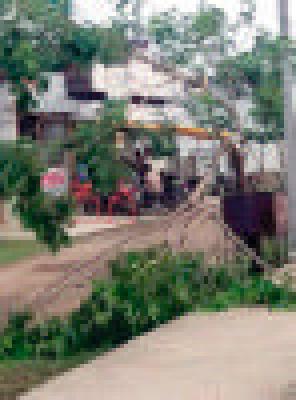 Complaint against corporation of corporation against tree | वृक्षतोडीविरूद्ध नगरसेविकेची पोलिसांत तक्रार