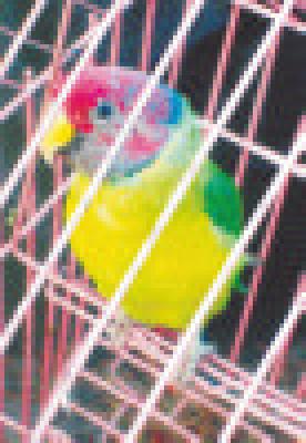 Forest Department captured 21 parrots | वन विभागाने पकडले २१ पोपट