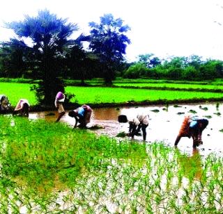 Stirring loud in color | कासात भातरोपणी जोरात Stirring loud in color | कासात भातरोपणी जोरात