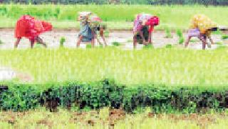 Better rains will give speed to rosemary | दमदार पावसाने रोवणीला वेग Better rains will give speed to rosemary | दमदार पावसाने रोवणीला वेग