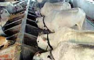 On the side of animal husbandry business jam | पशुपालन व्यवसाय ठप्पच्या वाटेवर