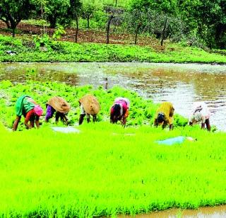 Ranching works loud | भातआवणीच्या कामं जोरात