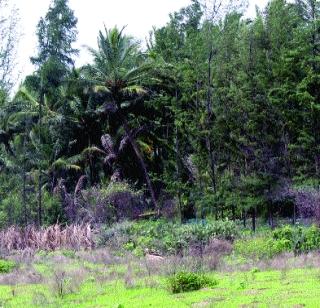 Land of the Vanzimi Land Mafia? | वनजमिनी लँड माफियांच्या घशात ?