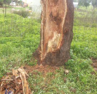 The slaughter of the tree on the Zardari highway | भरदिवसा महामार्गावरील वृक्षाची कत्तल