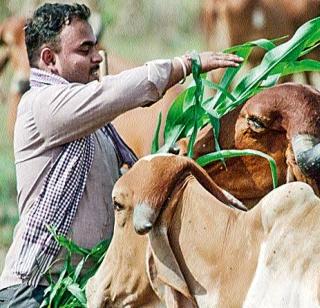 Engineer and native cow | इंजिनिअर आणि देशी गाय Engineer and native cow | इंजिनिअर आणि देशी गाय