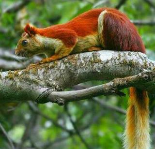 Increase in number of sheep in Bhimashankar Wildlife Sanctuary (Photo Story) | भीमाशंकर अभयारण्यात शेकरूंच्या संख्येत वाढ (फोटो स्टोरी) Increase in number of sheep in Bhimashankar Wildlife Sanctuary (Photo Story) | भीमाशंकर अभयारण्यात शेकरूंच्या संख्येत वाढ (फोटो स्टोरी)