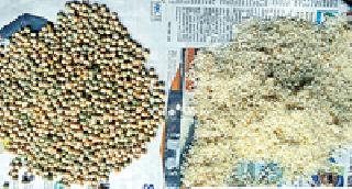 Use of pest feeding in school nutrition | शालेय पोषण आहारात कीड लागलेल्या धान्याचा वापर