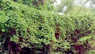 The wires cause the stars to climb | वेलींमुळे तारा लोंबकळल्या The wires cause the stars to climb | वेलींमुळे तारा लोंबकळल्या