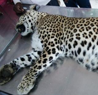 Death of a leopard in a sick condition | आजारी अवस्थेत आढळलेल्या बिबट्याचा मृत्यू Death of a leopard in a sick condition | आजारी अवस्थेत आढळलेल्या बिबट्याचा मृत्यू