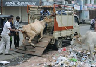 Campaign for catching cocktails on the battlefield | मोकाट जनावरे पकडण्याची मोहीम युद्धस्तरावर Campaign for catching cocktails on the battlefield | मोकाट जनावरे पकडण्याची मोहीम युद्धस्तरावर