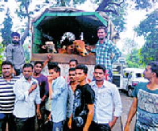 Animals taken to slaughterhouses are caught | कत्तलखान्याकडे जाणारी जनावरे पकडली Animals taken to slaughterhouses are caught | कत्तलखान्याकडे जाणारी जनावरे पकडली