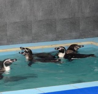 Penguin in the Queen's garden after three years of waiting | तीन वर्षांच्या प्रतीक्षेनंतर राणीच्या बागेत पेंग्विन