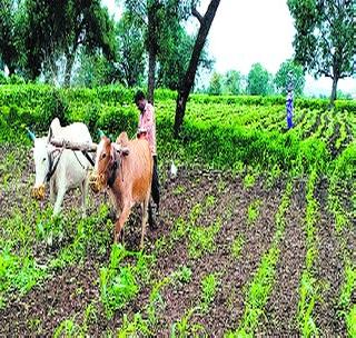 Farmers scramble on maize crop rotated by farmers | शेतक-यांनी फिरवला मका पिकावर नांगर Farmers scramble on maize crop rotated by farmers | शेतक-यांनी फिरवला मका पिकावर नांगर