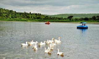 The pig was beautiful in a pool. | एका तळ्यात होती बदके पिले सुरेख...