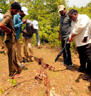 Pachpuna in the pavement, Yatevahi forest | पुरकाबोडी, येटेवाही जंगलात वाघाच्या पाऊलखुणा