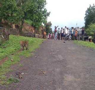 Death of a leopard in a sick condition | आजारी अवस्थेत आढळलेल्या बिबट्याचा मृत्यू Death of a leopard in a sick condition | आजारी अवस्थेत आढळलेल्या बिबट्याचा मृत्यू
