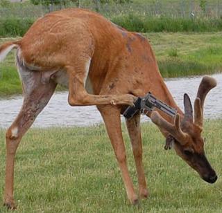 Salman did not kill, committed suicide by mincing - Social media | सलमानने नाही मारले, चिंकाराने आत्महत्या केली - सोशल मिडिया Salman did not kill, committed suicide by mincing - Social media | सलमानने नाही मारले, चिंकाराने आत्महत्या केली - सोशल मिडिया