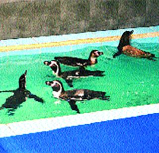 After three years of waiting, the penguin was filed in the queen garden | तीन वर्षांच्या प्रतीक्षेनंतर राणीच्या बागेत पेंग्विन दाखल After three years of waiting, the penguin was filed in the queen garden | तीन वर्षांच्या प्रतीक्षेनंतर राणीच्या बागेत पेंग्विन दाखल