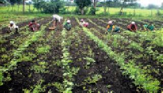 False expatriation of farm laborers | शेतशिवारातील मजुरांचे तुंगे हद्दपार False expatriation of farm laborers | शेतशिवारातील मजुरांचे तुंगे हद्दपार