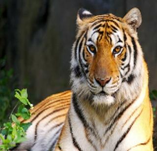 Order of Tigers inquiry ordered for death in five years across the country | देशभरात पाच वर्षांत मरण पावलेल्या वाघांच्या चौकशीचे आदेश Order of Tigers inquiry ordered for death in five years across the country | देशभरात पाच वर्षांत मरण पावलेल्या वाघांच्या चौकशीचे आदेश