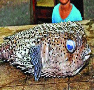 Kateri Kend Masara found in Muru Dule | मुरु डमध्ये आढळला काटेरी केंड मासा Kateri Kend Masara found in Muru Dule | मुरु डमध्ये आढळला काटेरी केंड मासा